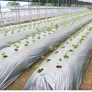 化学物質の革新：現代のポリウレタンアプリケーションでのポリエステルポリオールとポリマーポリオールの探索